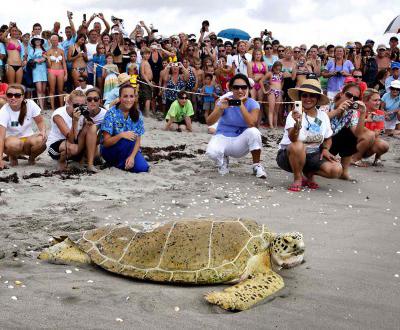 Возвращение черепахи Андре в море