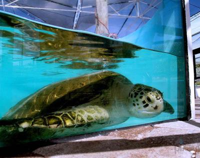 Возвращение черепахи Андре в море