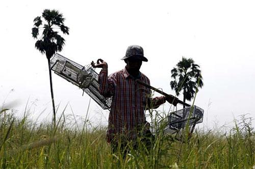 В новый год Мыши на счастье нужно съесть крысу