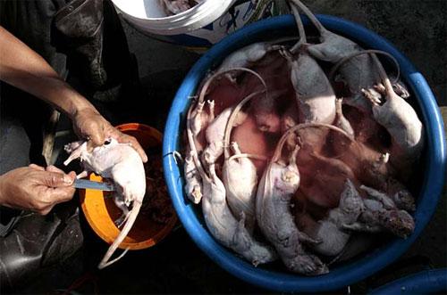 В новый год Мыши на счастье нужно съесть крысу