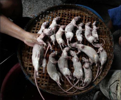 В новый год Мыши на счастье нужно съесть крысу