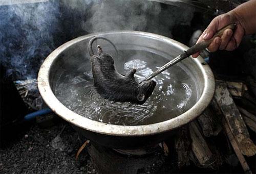 В новый год Мыши на счастье нужно съесть крысу