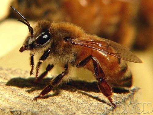 25 самых опасных насекомых на планете