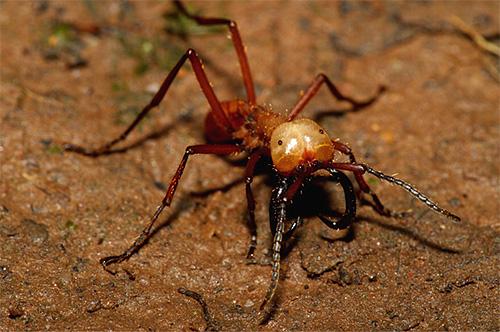 25 самых опасных насекомых на планете
