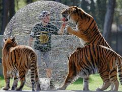 Арнд Дроссель сделал остановку для общения с тиграми