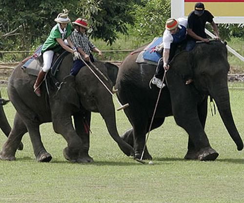 Слоны со всего мира играли в поло