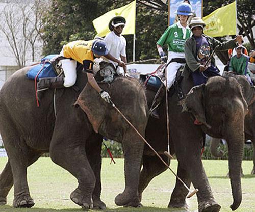 Слоны со всего мира играли в поло