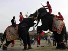В Бангкоке прошли показательные слоновьи бои