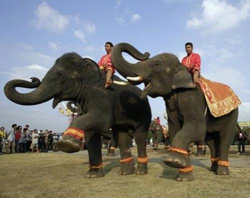 В Бангкоке прошли показательные слоновьи бои