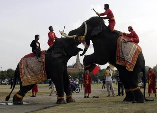 В Бангкоке прошли показательные слоновьи бои