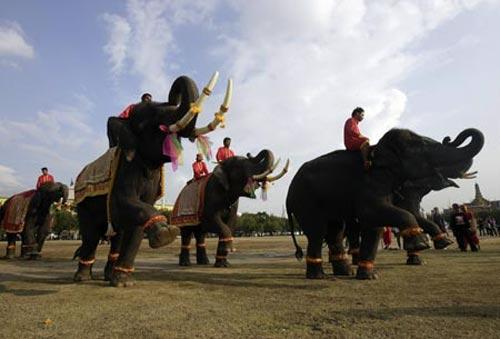 В Бангкоке прошли показательные слоновьи бои