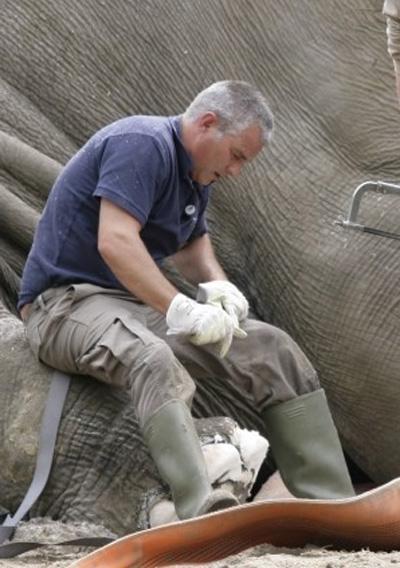 Слону сделали педикюр «болгаркой»