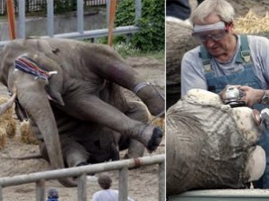 Слону сделали педикюр «болгаркой»