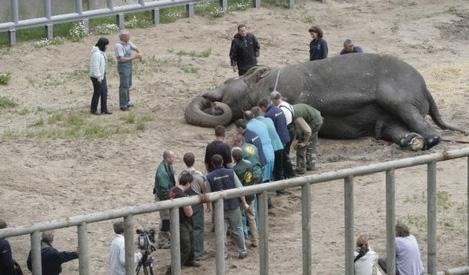 Слону сделали педикюр «болгаркой»