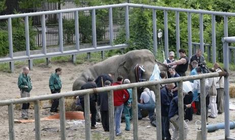 Слону сделали педикюр «болгаркой»