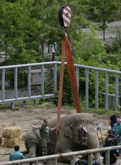 Слону сделали педикюр «болгаркой»