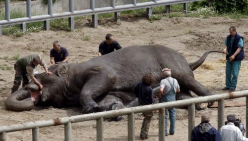 Слону сделали педикюр «болгаркой»