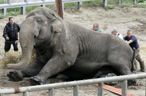 Слону сделали педикюр «болгаркой»