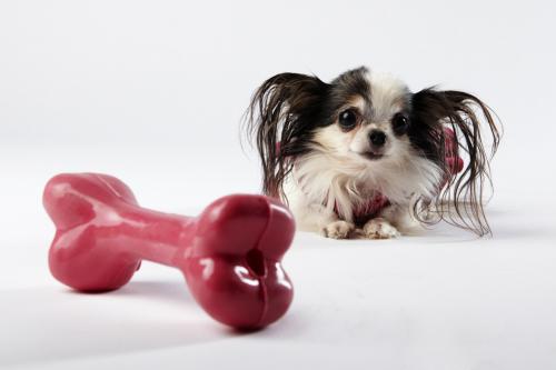 Животные, попавшие в книгу рекордов Гиннеса