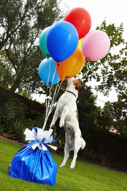 Животные, попавшие в книгу рекордов Гиннеса