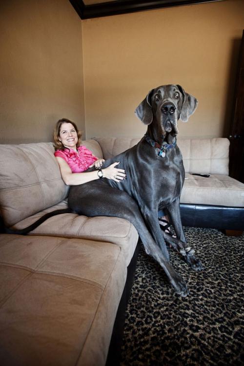 Животные, попавшие в книгу рекордов Гиннеса