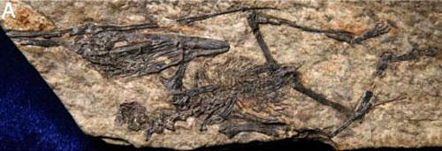 Птерозавр-воробей поедал на завтрак насекомых мезозоя