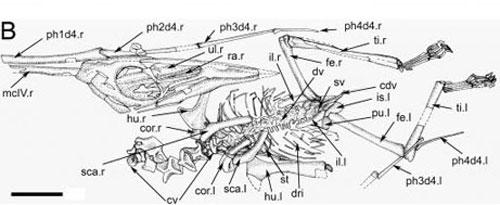 Птерозавр-воробей поедал на завтрак насекомых мезозоя