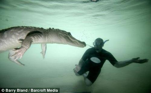 В Майами показывают водный экстрим с аллигаторами