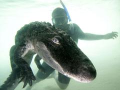 В Майами показывают водный экстрим с аллигаторами