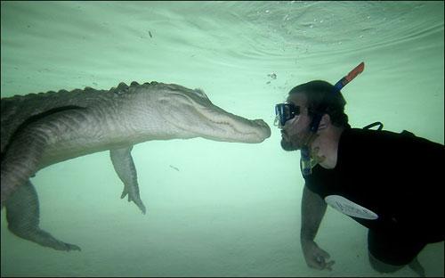 В Майами показывают водный экстрим с аллигаторами
