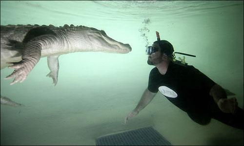 В Майами показывают водный экстрим с аллигаторами