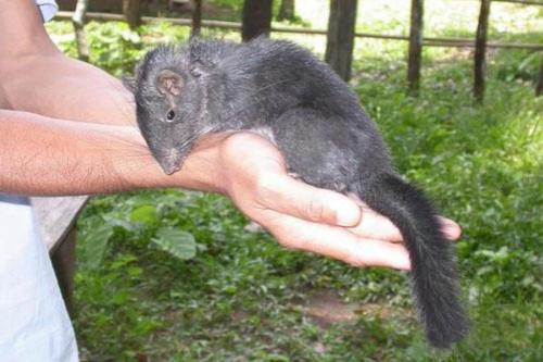 Всемирный фонд дикой природы объявил об открытии новых видов животных