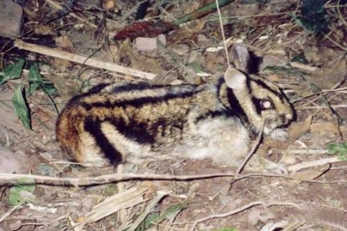 Всемирный фонд дикой природы объявил об открытии новых видов животных