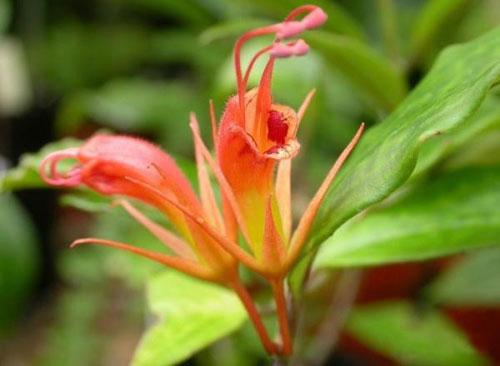 Всемирный фонд дикой природы объявил об открытии новых видов животных