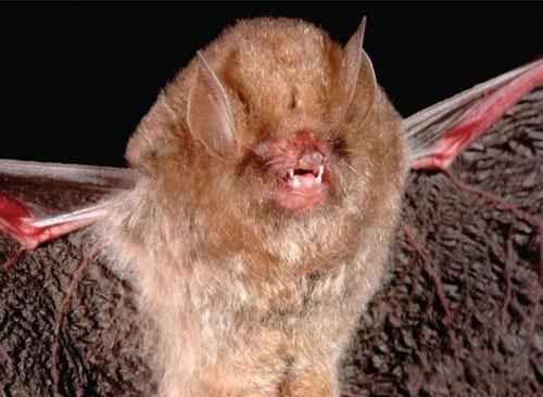 Всемирный фонд дикой природы объявил об открытии новых видов животных