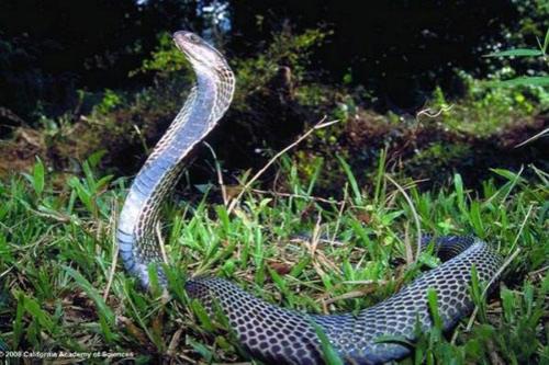 Всемирный фонд дикой природы объявил об открытии новых видов животных