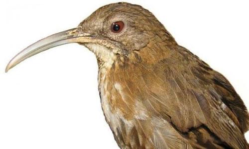 Всемирный фонд дикой природы объявил об открытии новых видов животных