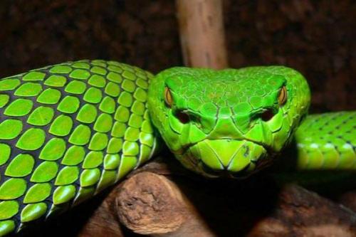 Всемирный фонд дикой природы объявил об открытии новых видов животных