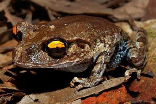 Всемирный фонд дикой природы объявил об открытии новых видов животных