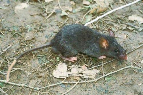 Всемирный фонд дикой природы объявил об открытии новых видов животных