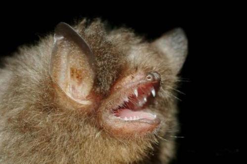 Всемирный фонд дикой природы объявил об открытии новых видов животных