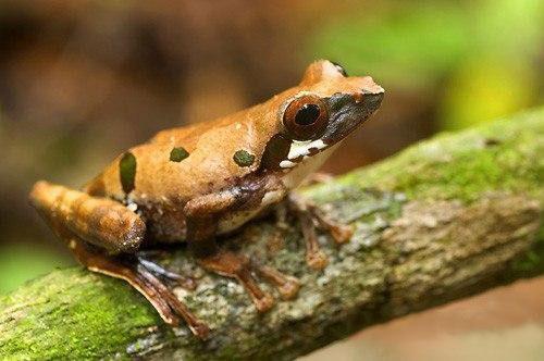 Всемирный фонд дикой природы объявил об открытии новых видов животных