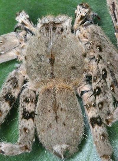 Всемирный фонд дикой природы объявил об открытии новых видов животных