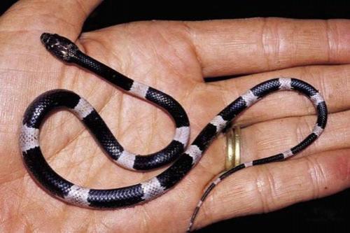 Всемирный фонд дикой природы объявил об открытии новых видов животных