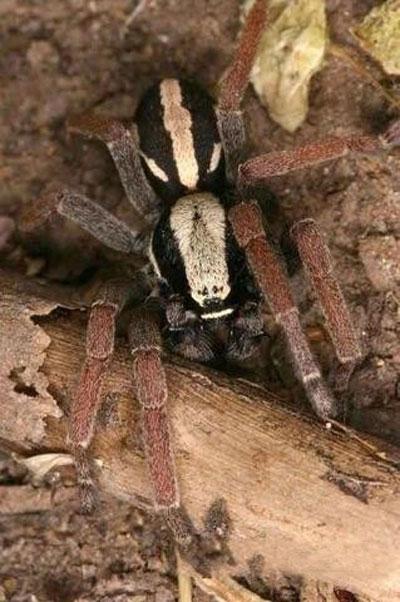 Всемирный фонд дикой природы объявил об открытии новых видов животных