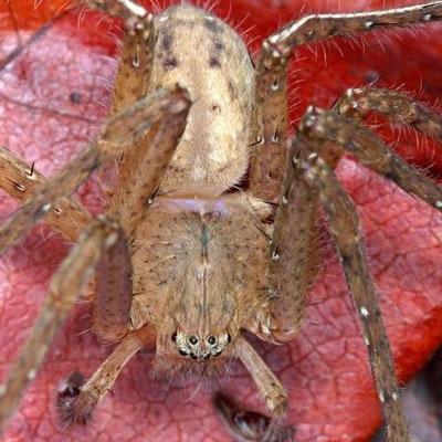 Всемирный фонд дикой природы объявил об открытии новых видов животных