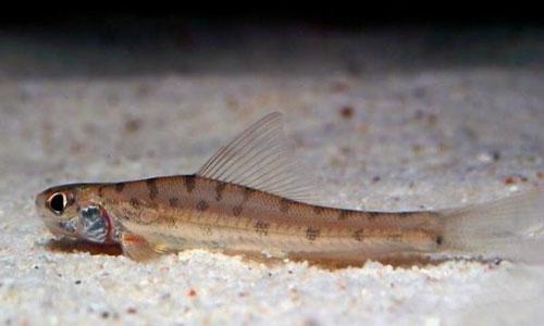 Всемирный фонд дикой природы объявил об открытии новых видов животных