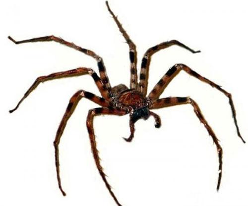 Всемирный фонд дикой природы объявил об открытии новых видов животных