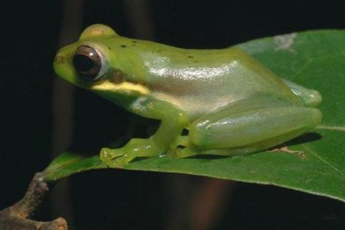 Всемирный фонд дикой природы объявил об открытии новых видов животных