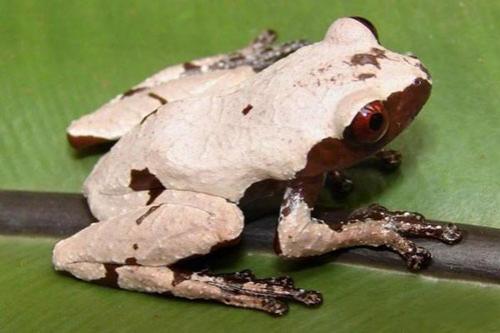 Всемирный фонд дикой природы объявил об открытии новых видов животных